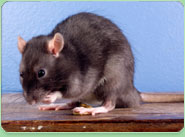 rat control Catford