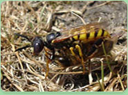 wasp control Catford