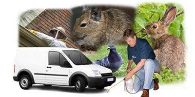 Catford local van